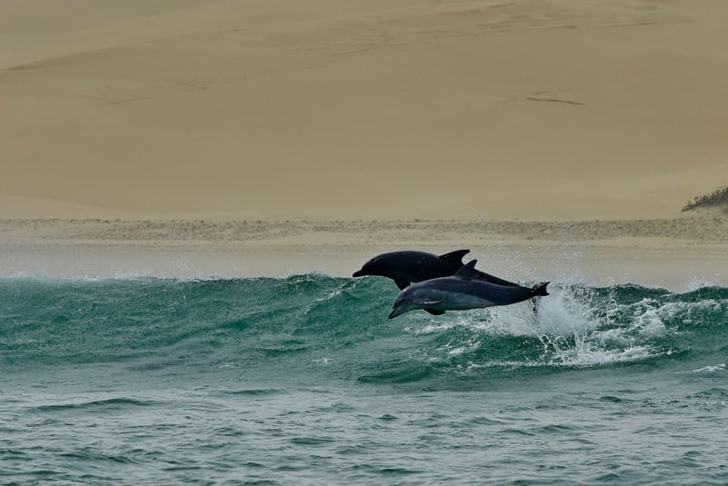 wild dolphins