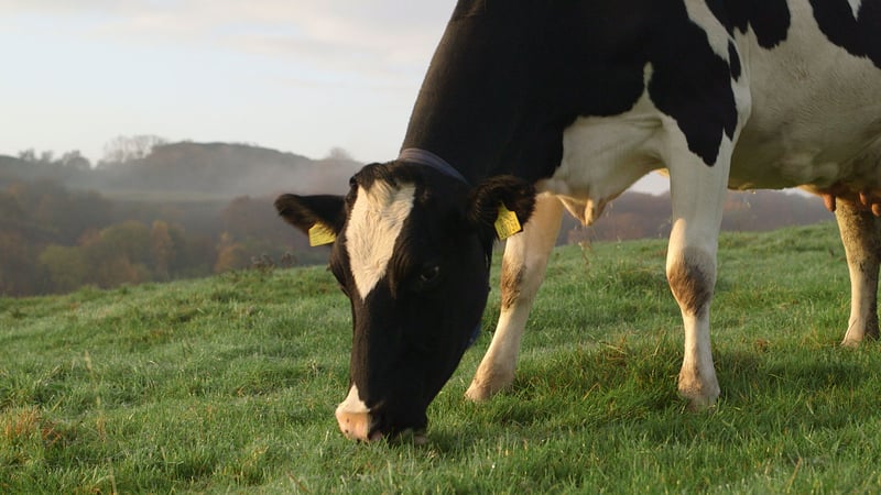 Tech Dairy Header