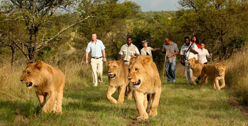 Tourists walking with lions in South Africa - World Animal Protection - Wildlife. Not entertainers