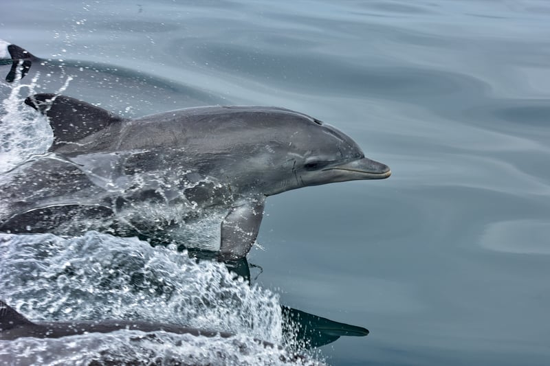 A wild dolphin swimming in Algoa Bay in South Africa