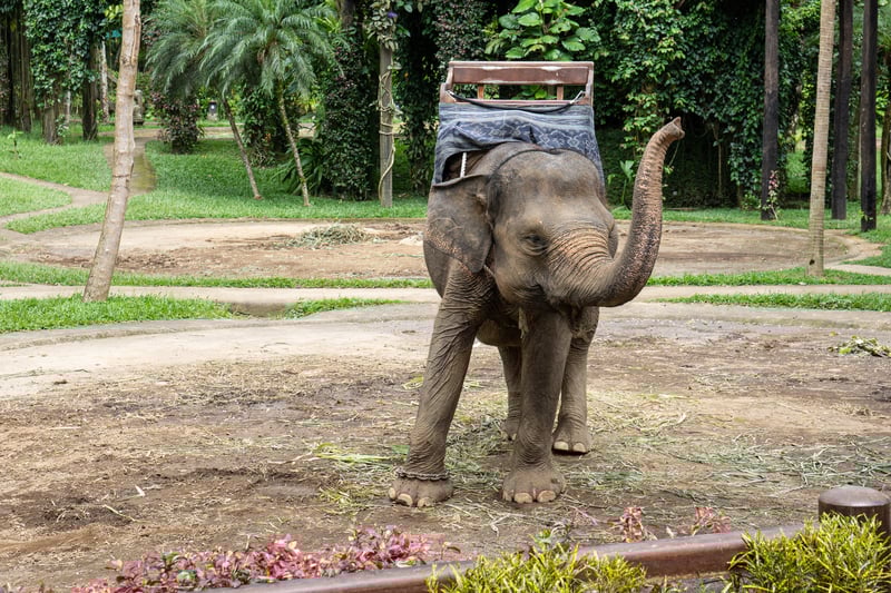 Young elephant with a riding seat on its back stands on a dirt path, trunk raised. Trees and greenery can be seen in the background.