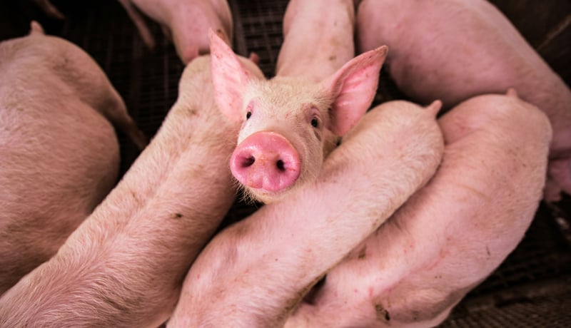 A pig is looking up from a crate it is kept in with other pigs