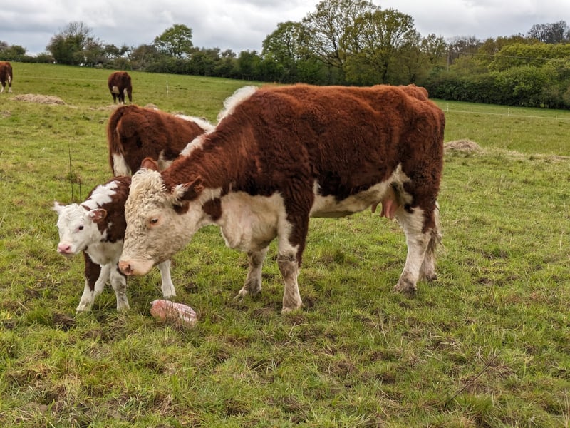 A cow and her calf, both brown and white, stand closely together in a grassy field. Other cows graze in the background under a cloudy sky.