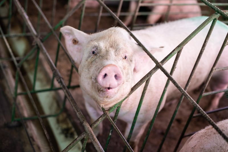 A pig is looking at the camera from within its small crate with barely enough space to turn around.