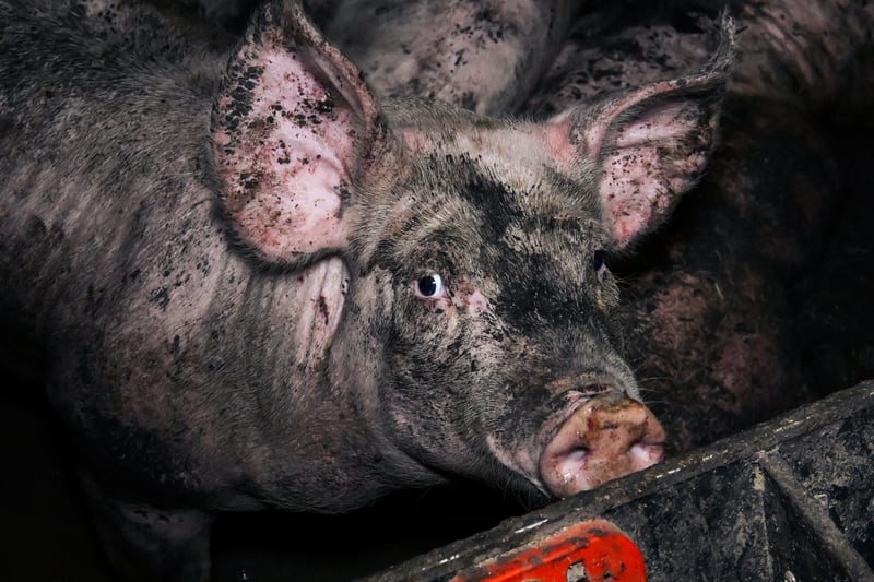 Pig on a factory farm covered in dirt and living in filthy conditions