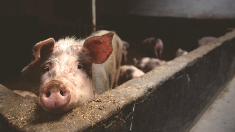 A sad-looking pig leans over a concrete pen wall in a dimly lit barn. Other pigs are visible in the background.