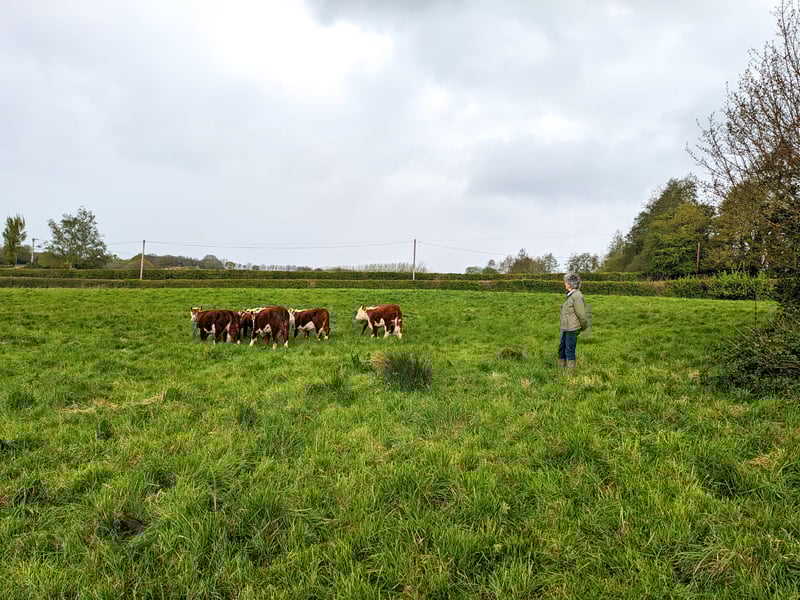 Farmer in field with herd of cows
