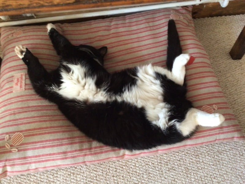 A black and white cat rolling on its back