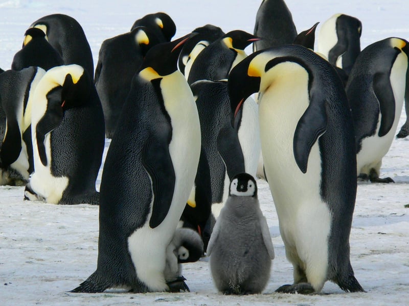 Penguin couple and their young