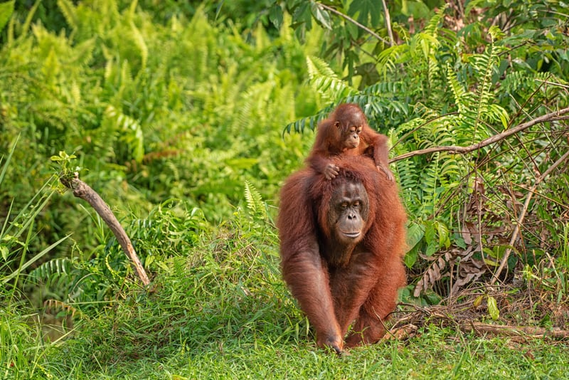 An adult orangutan carries a young orangutan on its back surrounded by lush greenery