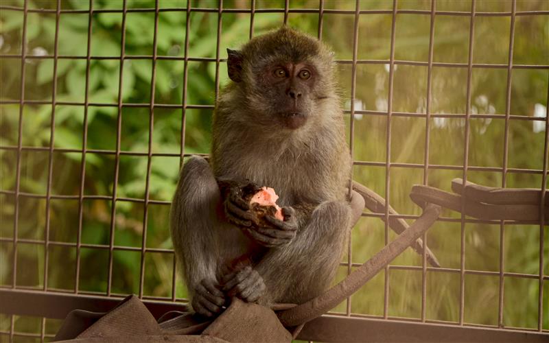 A long tailed-macaque in a spacious quarantine enclosure eating fruit.