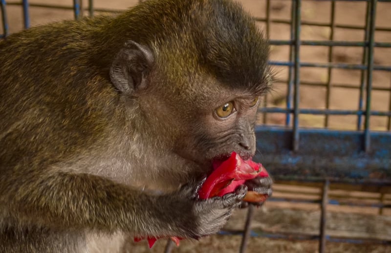 A rescued long-tailed macaque is eating dragonfruit.