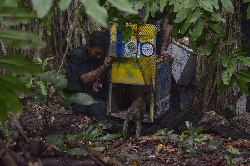 Person releases a monkey from a transport crate in a lush forest.