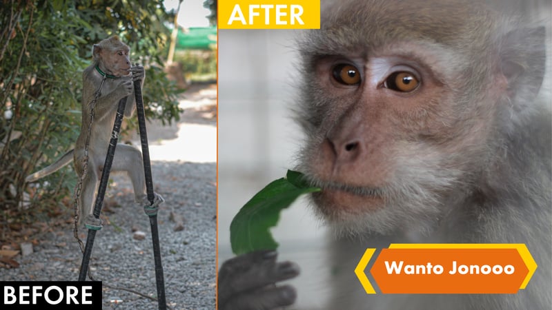 A before and after picture of Jono, a monkey rescued from dancing and performing tricks on the streets.