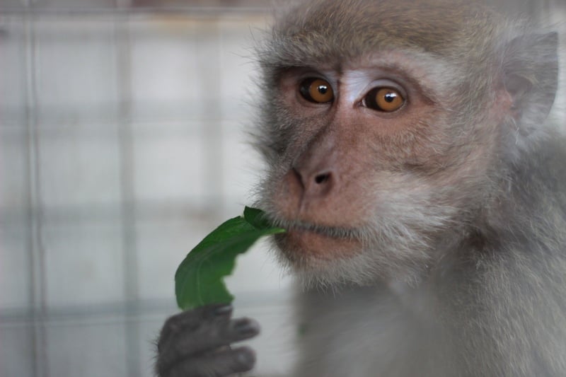 Close-up photograph of a long-tailed macaque. It is looking straight at the camera and is holding food to its mouth.