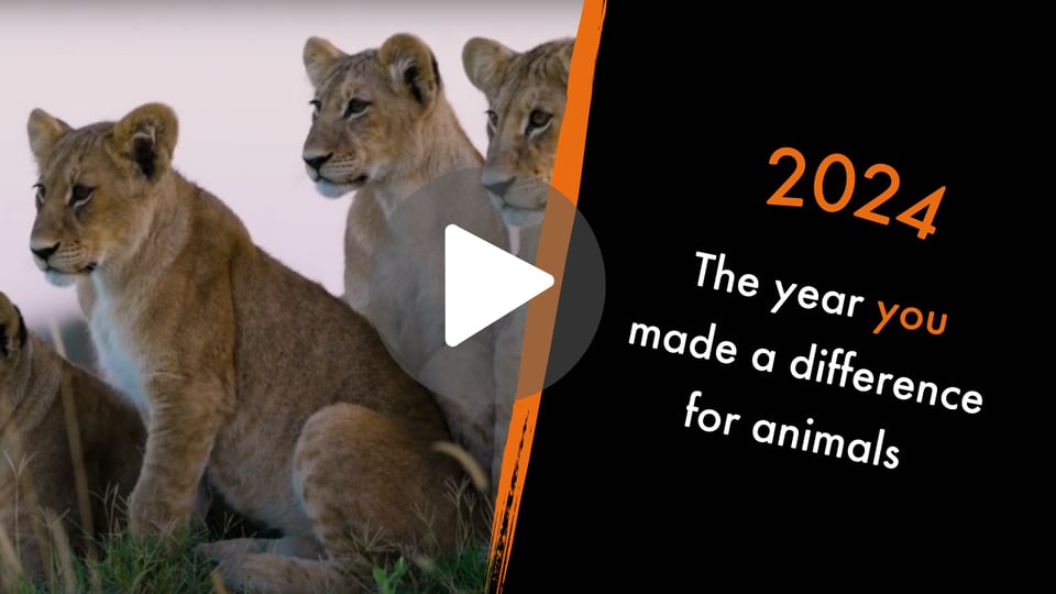 2024 - the year you made a difference for animals