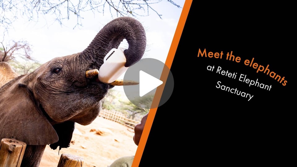 Young elephant drinking milk from a bottle held in its trunk at Reteti Elephant Sanctuary. Text on the right reads, "Meet the elephants at Reteti Elephant Sanctuary."