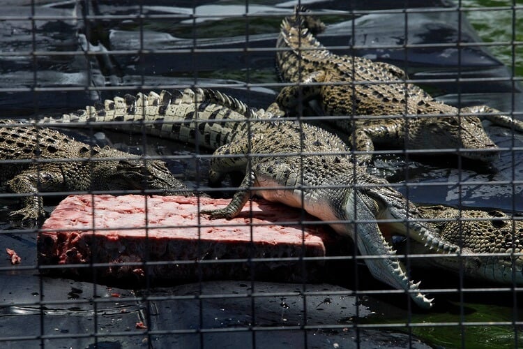 Crocodiles in a confined enclosure feeding on frozen meat
