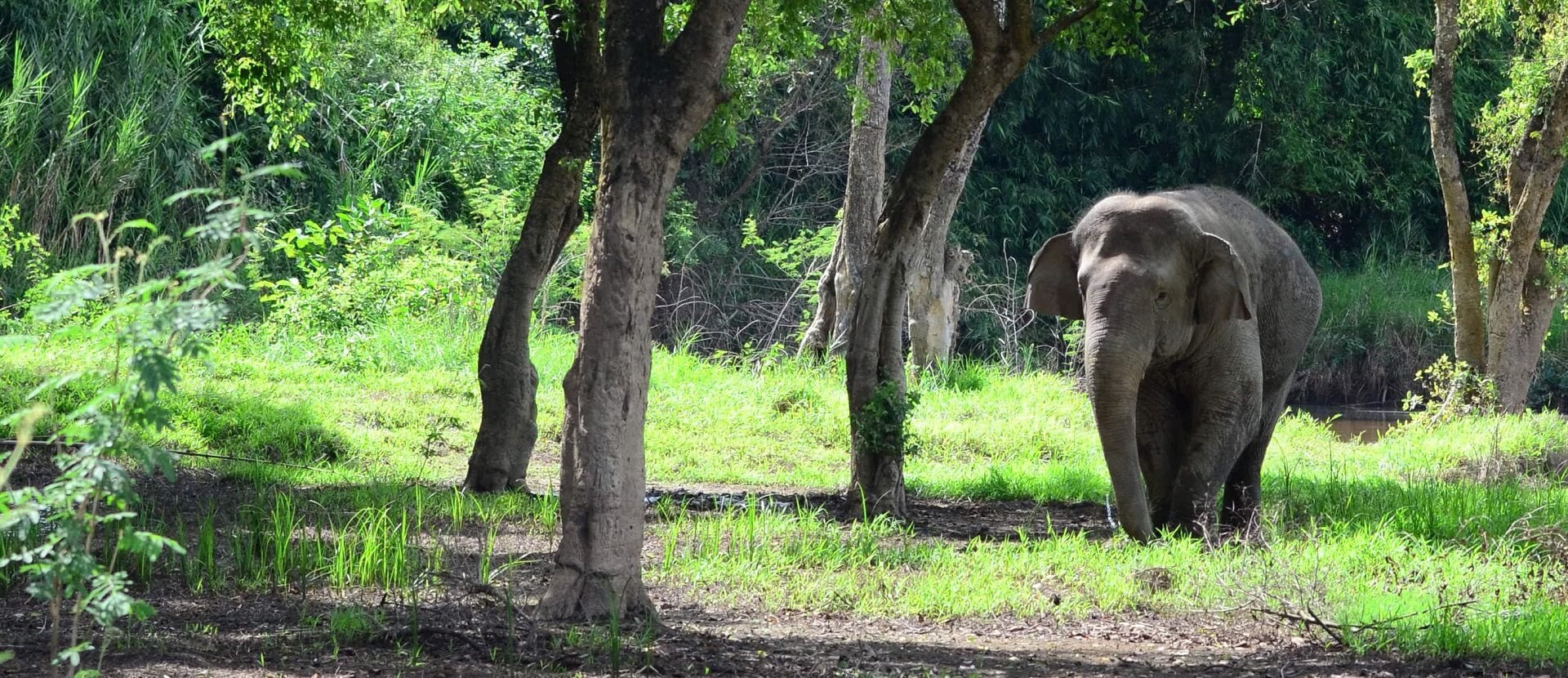 Our big wins | World Animal Protection UK