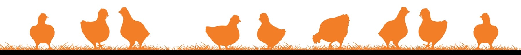 Line break featuring chickens