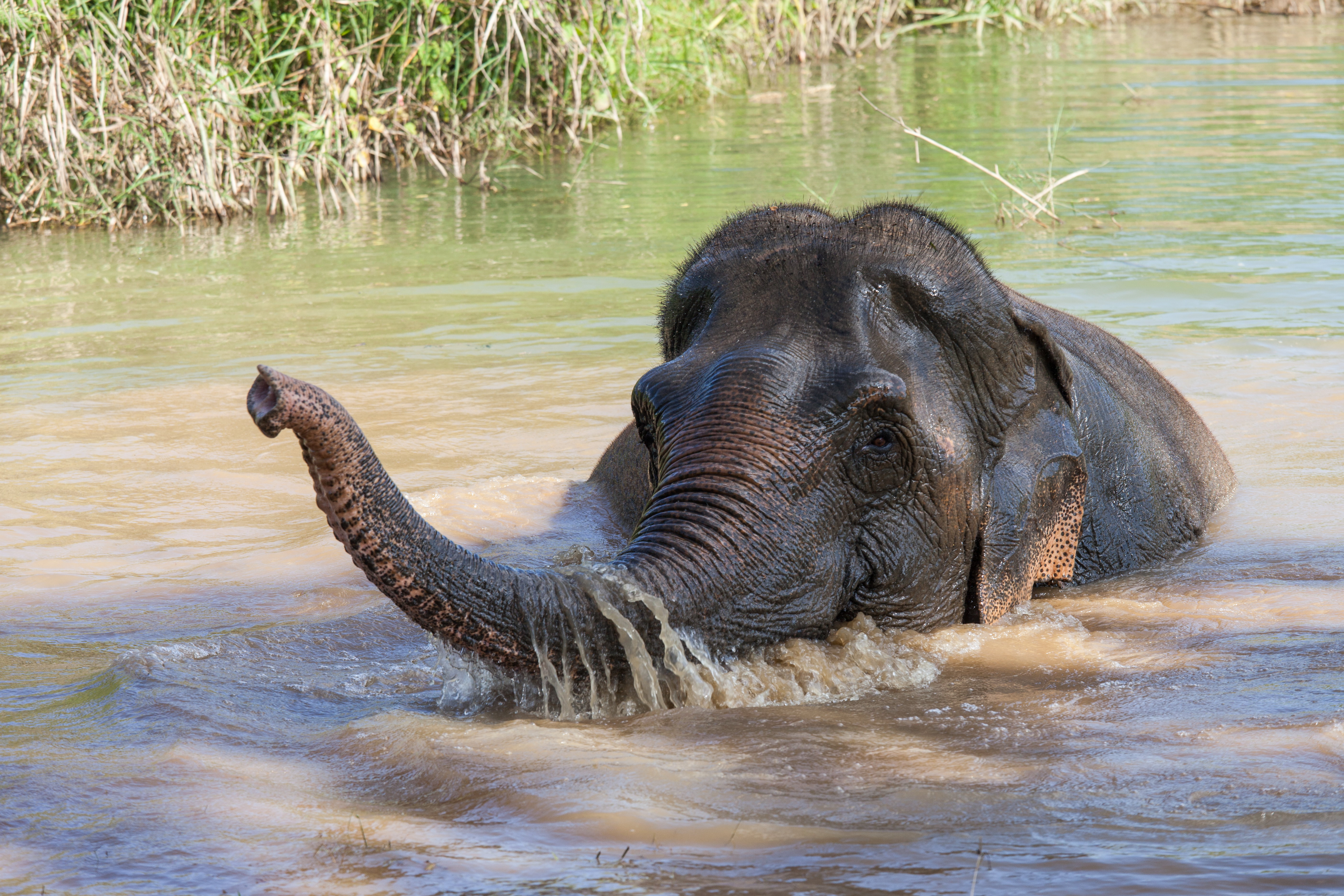 Lotus the elephant cools off in the river