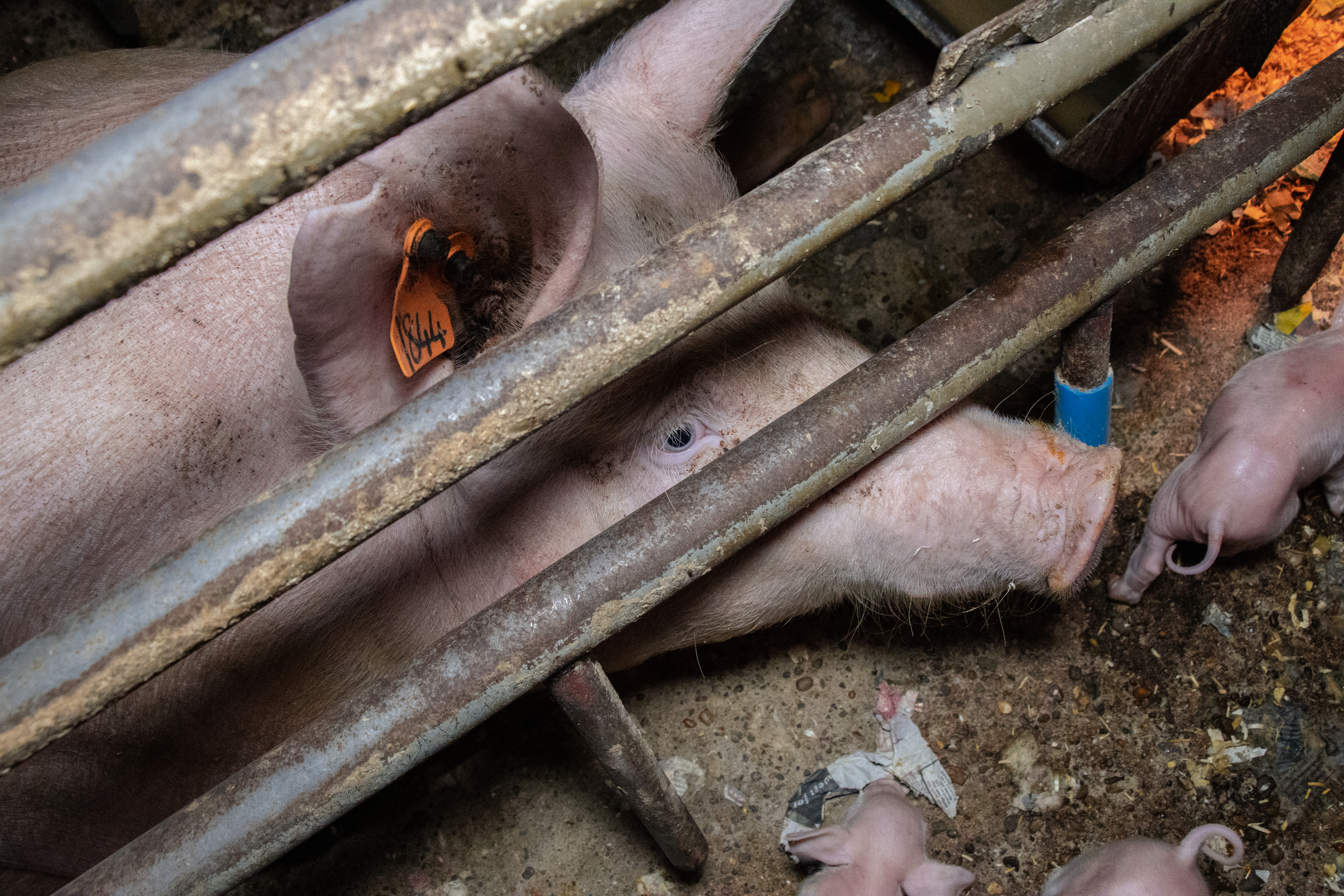 Overhead side shot of sow looking through bars of farrowing crate on UK factory farm.