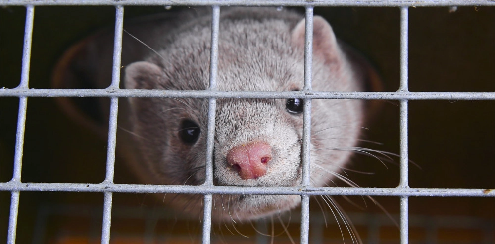 A mink is looking out of a cage directly at the camera