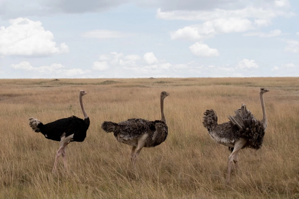 Three ostriches in the wild walking through long savannah grass