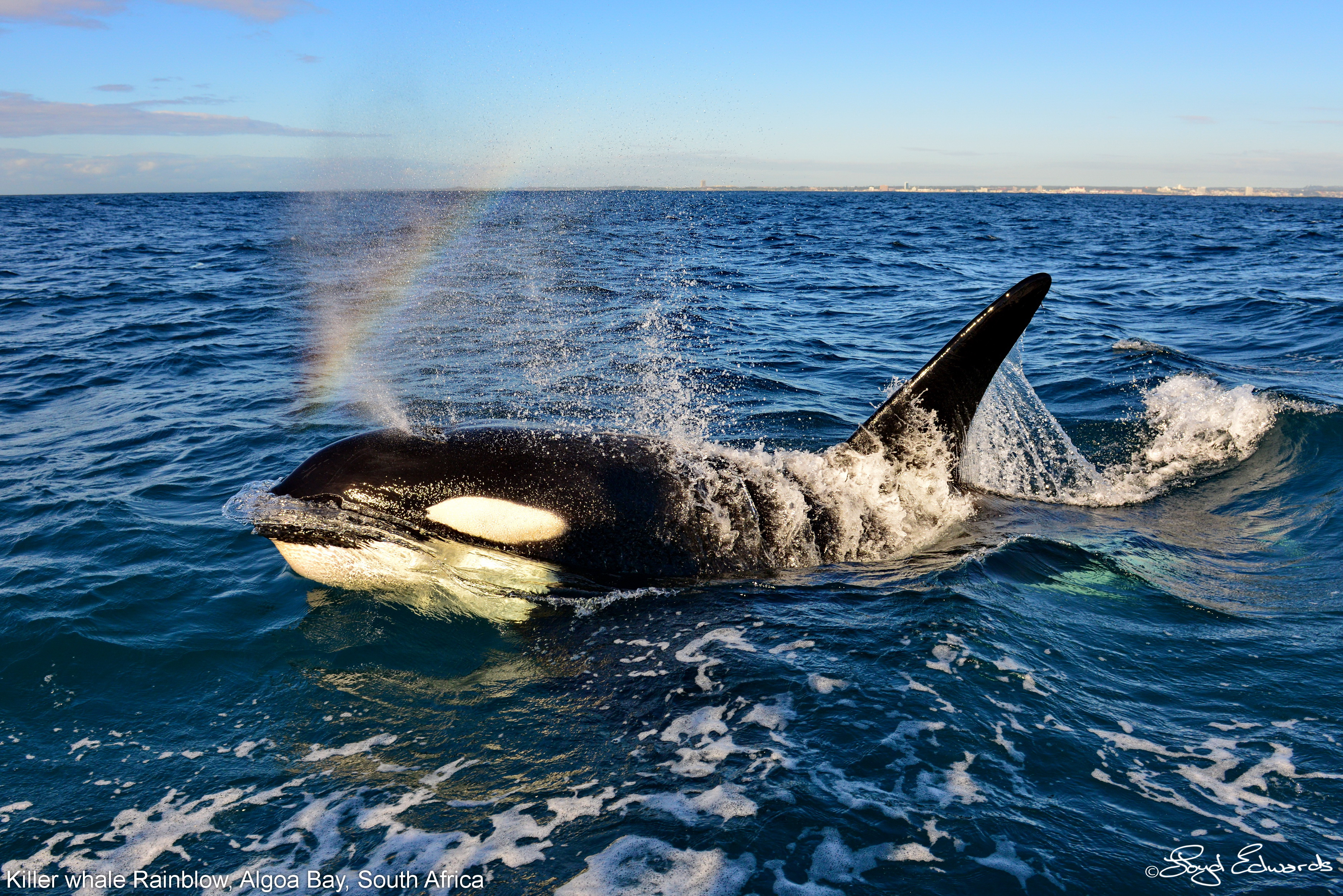 An Orca swimming at the surface in Algoa Bay in South Africa