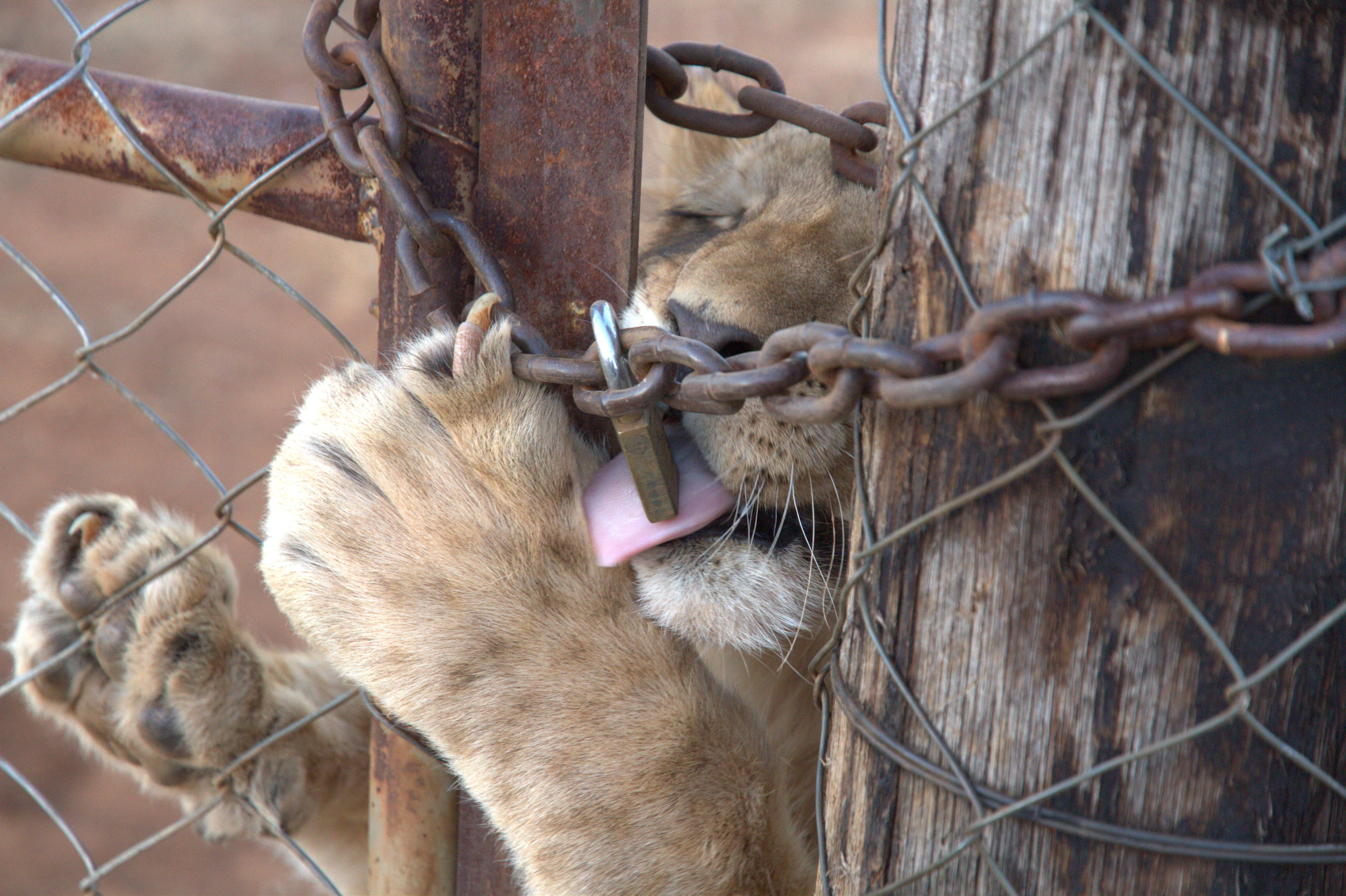 A lion cub behind a gate, licking a lock