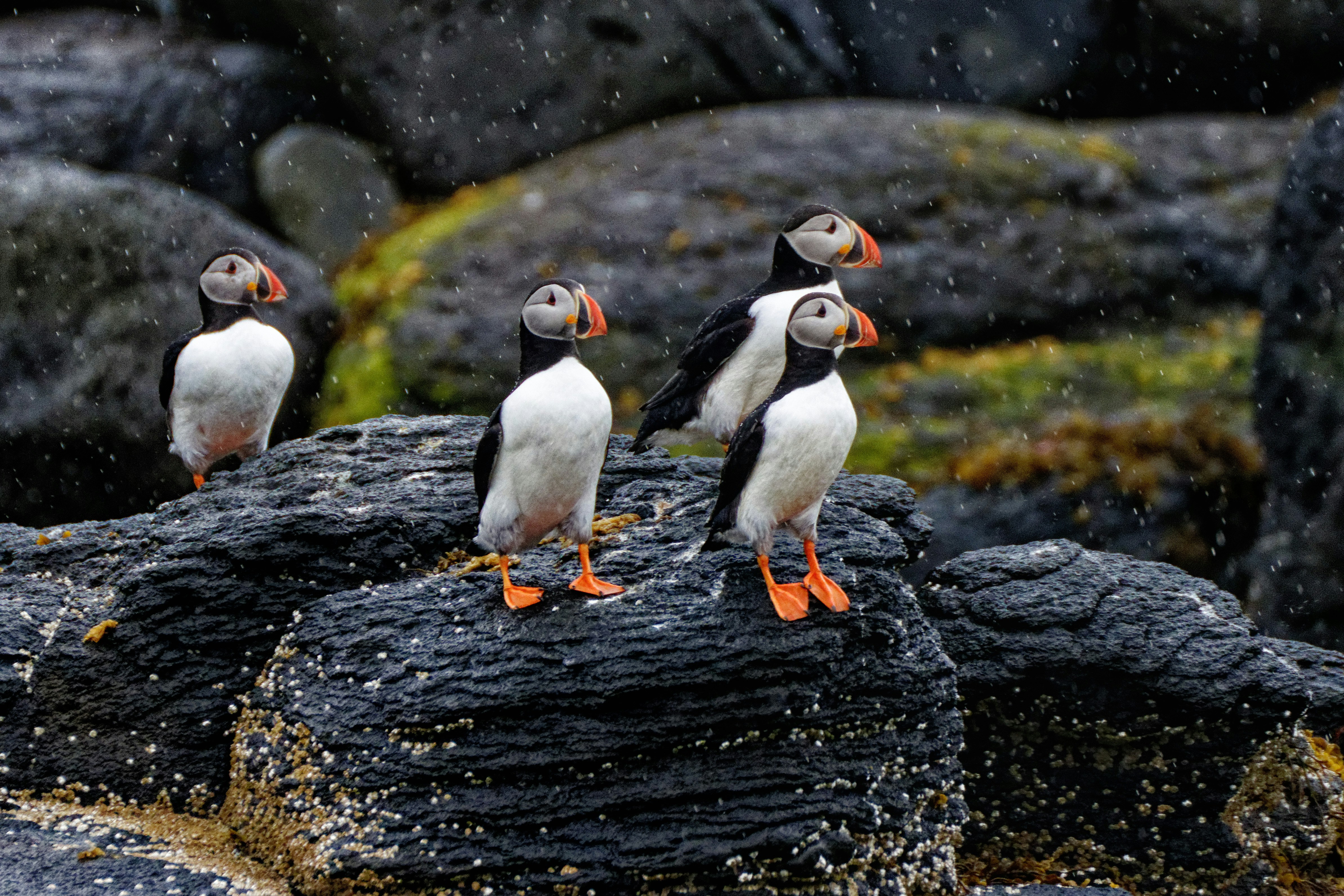 Puffins sitting on dark rocks submerged in the rising tide of the sea.