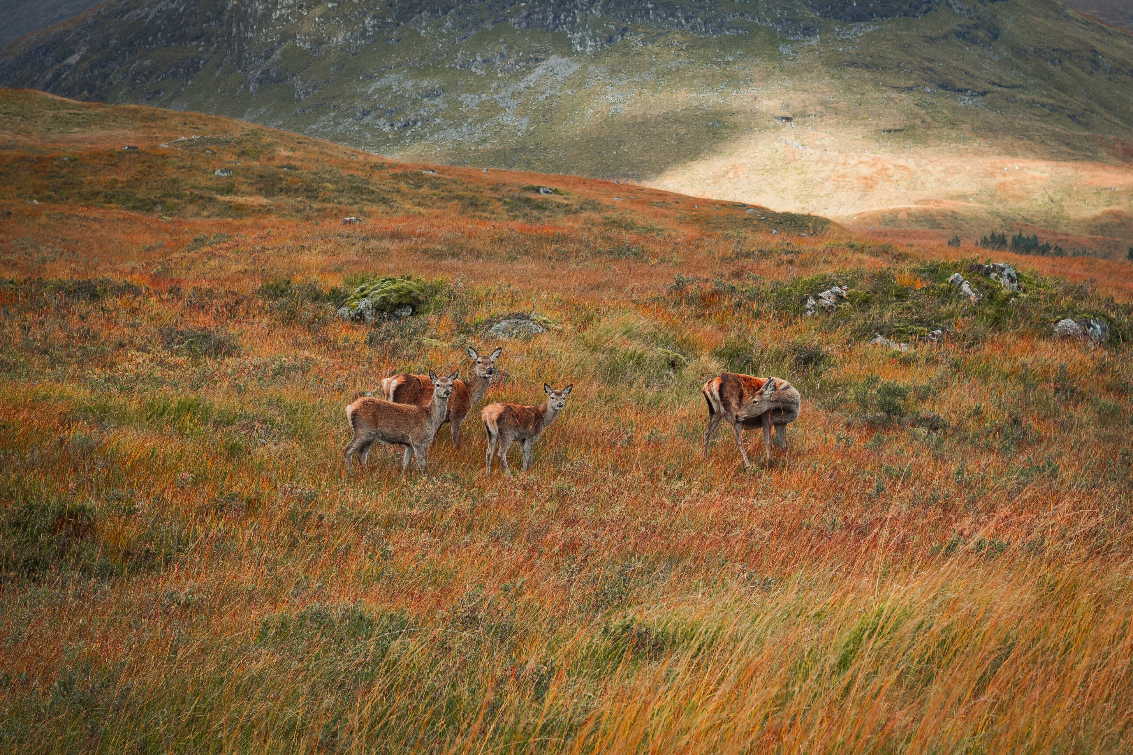 A herd of deer roaming undergrowth with the breathtaking landscape of the Scottish Highlands in the background