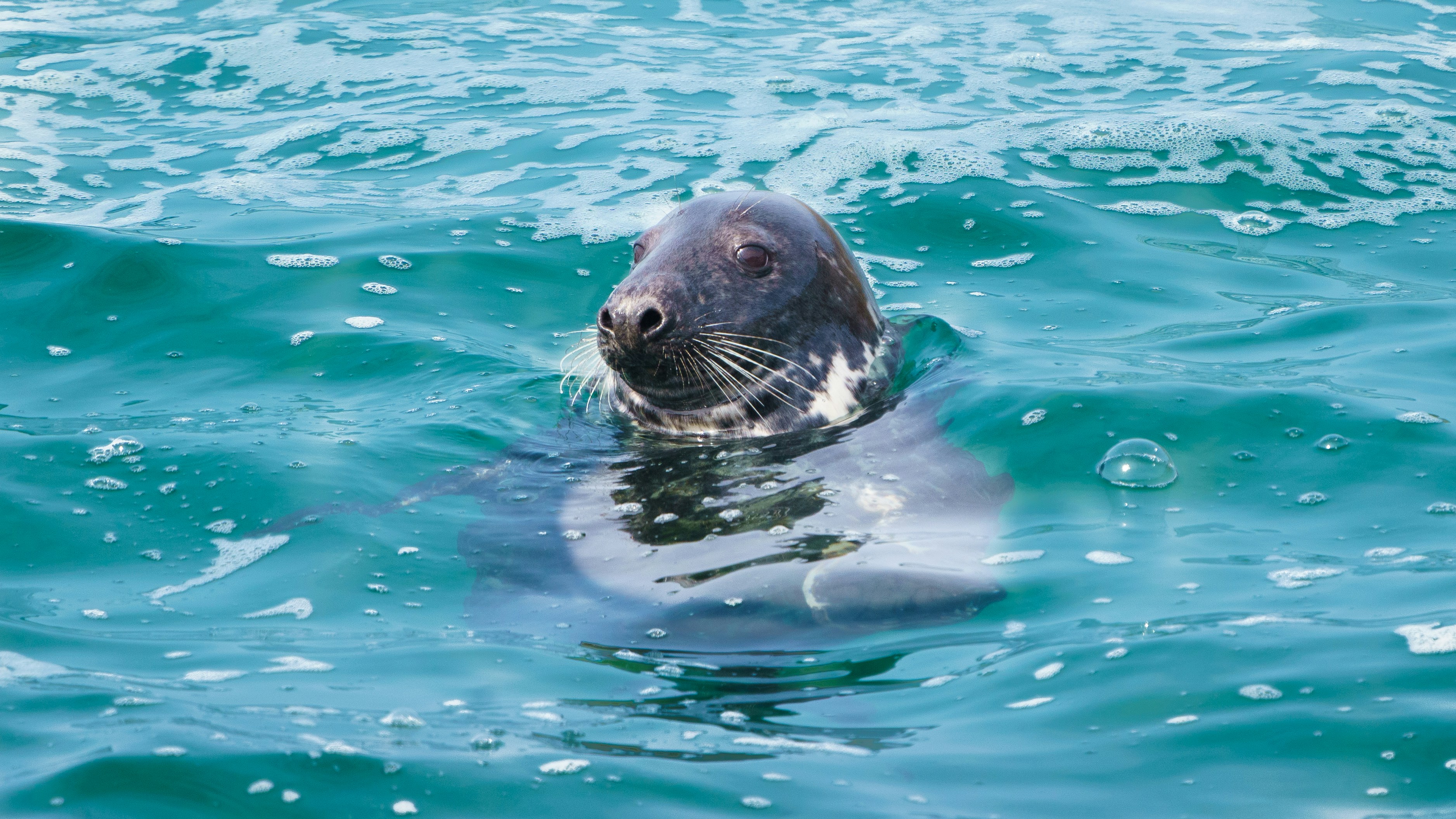 A seal is swimming in the ocean with only its head sticking out of the water