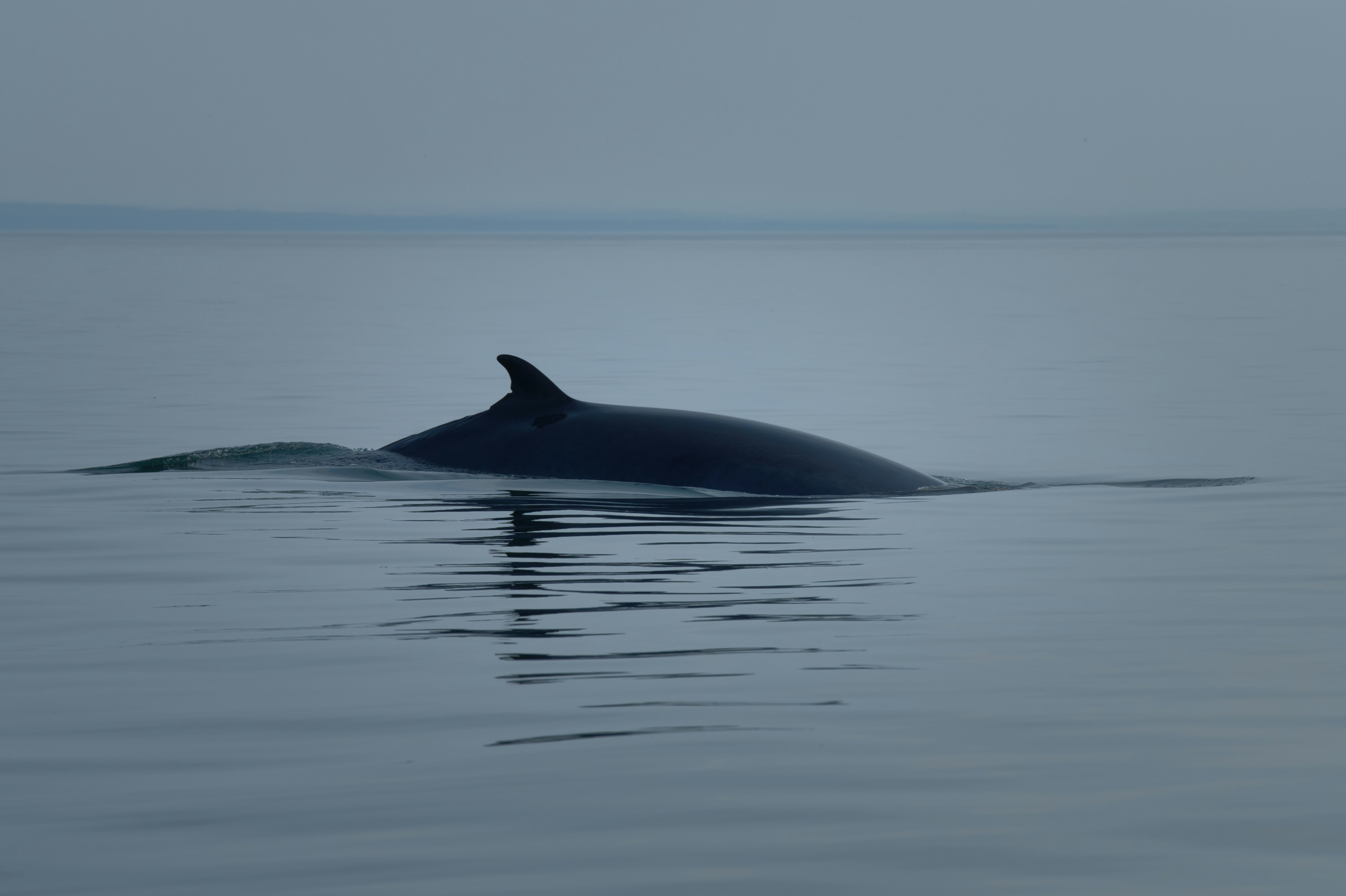 Minke whale on a foggy morning.